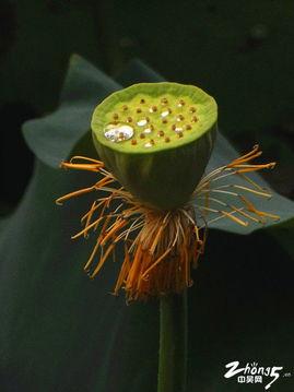 蓬门碧玉红颜泪,一段凄美爱情的悲歌  第3张